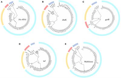 Genomic evidence of genetic diversity and functional evolution in <mark class="highlighted">Flavobacterium columnare</mark>